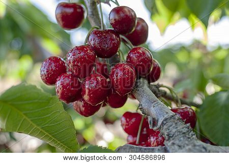 Big Red Cherries With Leaves And Stalks. Good Harvest Of Juicy Ripe Cherries. Cluster Of Ripe Cherri
