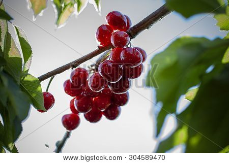 Cherry With Leaf And Stalk. Cherries With Leaves And Stalks. Big Variety Of Cherries. Varieties: Fri