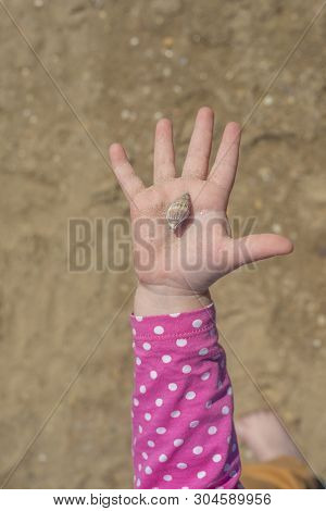 The Hand With The Shell On Sand Background. Childrens Hand Holding A Shell On The Palm.
