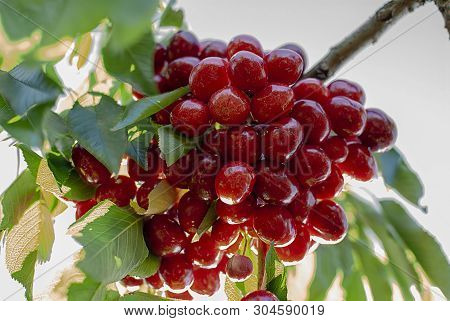 Cherry With Leaf And Stalk. Cherries With Leaves And Stalks. Big Variety Of Cherries. Varieties: Fri