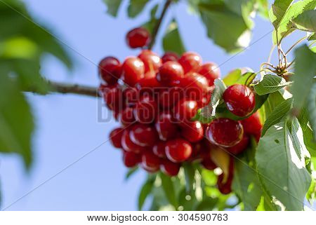 Big Red Cherries With Leaves And Stalks. Good Harvest Of Juicy Ripe Cherries. Cluster Of Ripe Cherri