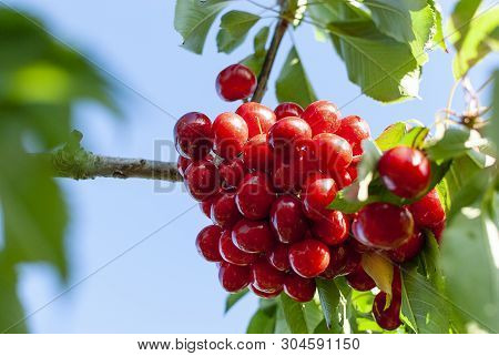 Big Red Cherries With Leaves And Stalks. Good Harvest Of Juicy Ripe Cherries. Cluster Of Ripe Cherri