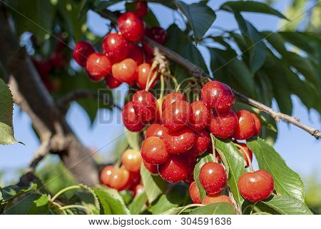 Big Red Cherries With Leaves And Stalks. Good Harvest Of Juicy Ripe Cherries. Cluster Of Ripe Cherri