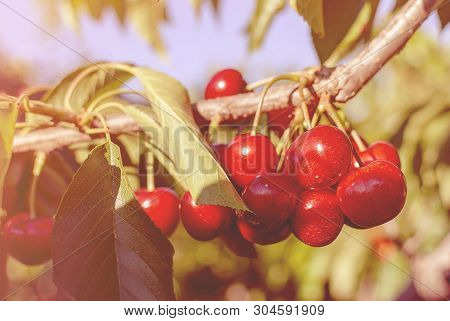 Big Red Cherries With Leaves And Stalks. Good Harvest Of Juicy Ripe Cherries. Cluster Of Ripe Cherri