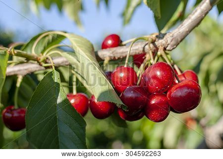 Big Red Cherries With Leaves And Stalks. Good Harvest Of Juicy Ripe Cherries. Cluster Of Ripe Cherri
