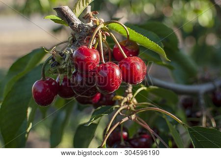 Cherry With Leaf And Stalk. Cherries With Leaves And Stalks. Big Variety Of Cherries. Varieties: Fri