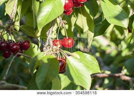 Cherry With Leaf And Stalk. Cherries With Leaves And Stalks. Big Variety Of Cherries. Varieties: Fri