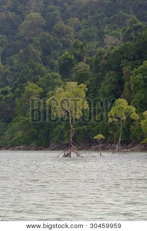 Isola di Surin, southren su Thailandia