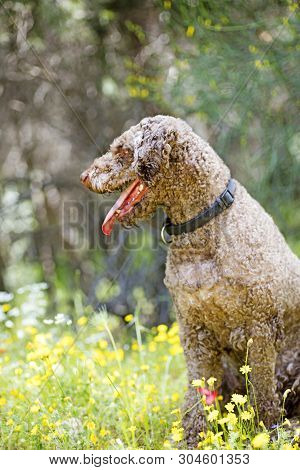 Super Cute Dog Portrait Lagotto Romagnole Macro Background Fine Art In High Quality Prints Products 