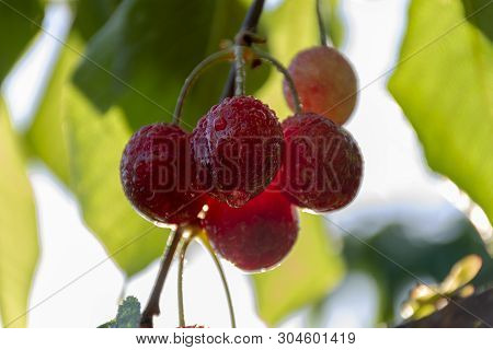 Cherry With Leaf And Stalk. Cherries With Leaves And Stalks. Big Variety Of Cherries. Varieties: Fri