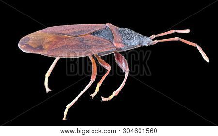 brown heteroptera isolated on black background