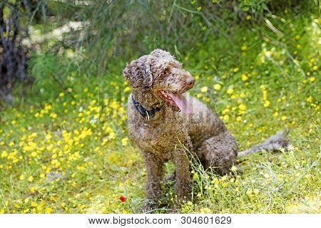 Super Cute Dog Portrait Lagotto Romagnole Macro Background Fine Art In High Quality Prints Products 