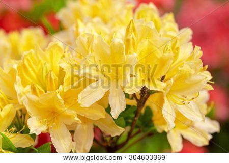 Yellow azalea blossom. Beautiful flowers. - Image