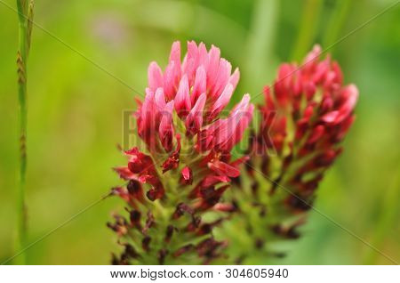 Macro Photography Of The Flowers Of Trifolium Incarnatum, An Edible Clover Species