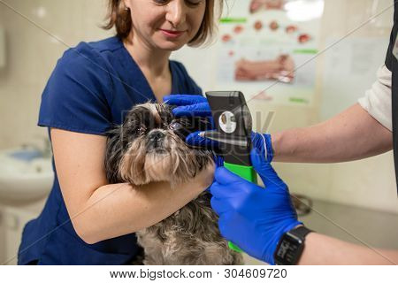 A Veterinary Ophthalmologist Makes A Medical Procedure, Examines A Dog's Eyes With The Help Of An Op