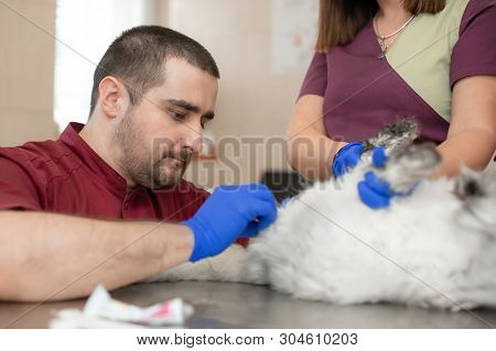 A Male Veterinarian Anesthesiologist Makes The Procedure For A Cat - A Catheterization Of The Bladde