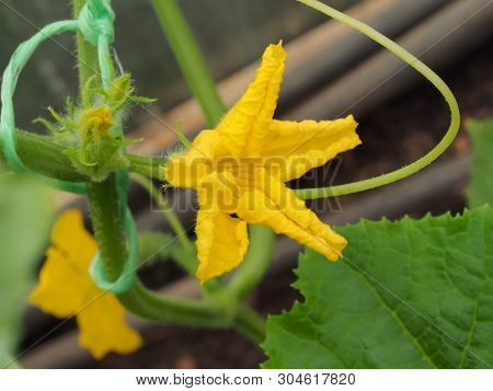 Cucumber Flower Bud. Large Flower Yellow. Olericulture.