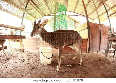 Urina de Java Deer tempo, originários da Indonésia