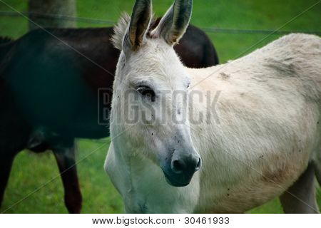 Olhar afiado sexy de burro branco do lado e vista frontal
