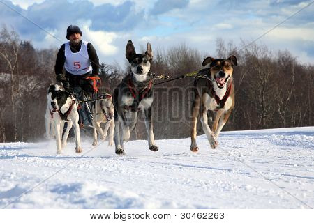 Sled dog