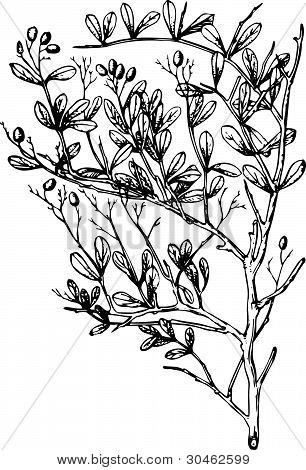 Planta nitraria