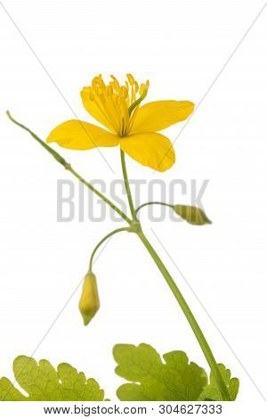 Celandine Flower Isolated On A White Background