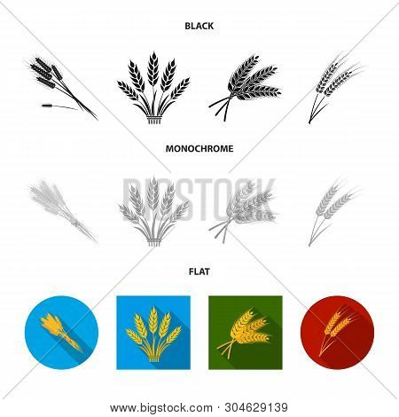 Vector Illustration Of Wheat And Stalk Symbol. Collection Of Wheat And Grain Stock Symbol For Web.