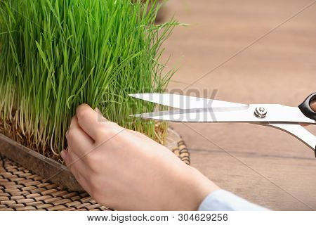 Woman Cutting Sprouted Wheat Grass With Scissors At Table, Closeup