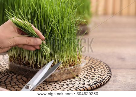 Woman Cutting Sprouted Wheat Grass With Scissors At Table, Closeup. Space For Text