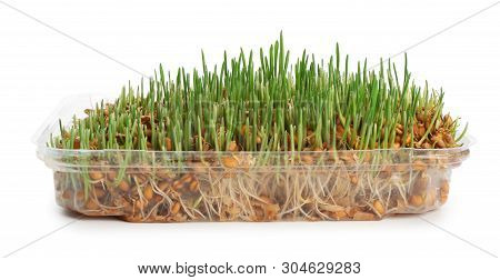 Container With Sprouted Wheat Grass Seeds On White Background