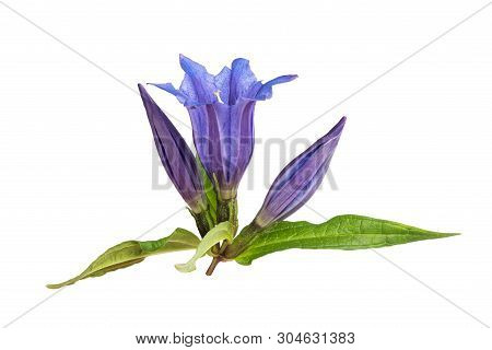 Gentian Flowers ( Gentiana Acaulis ) Isolated On White