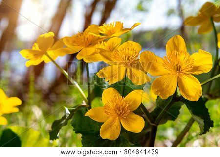 Yellow Spring Flowers Caltha Palustris Known As Marigold Marsh On The Shore Of The Lake In May Day C