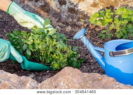 Planting Plants Astilba On Flower Bed Rockery