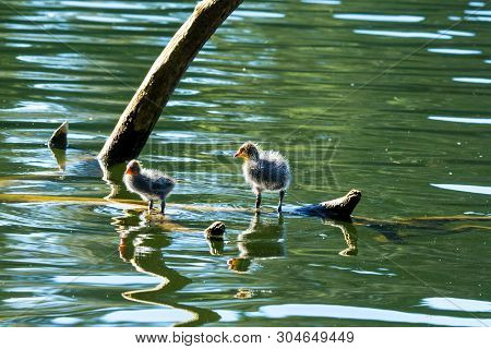 Wild Native Birds In The Sanctuary Of The Park
