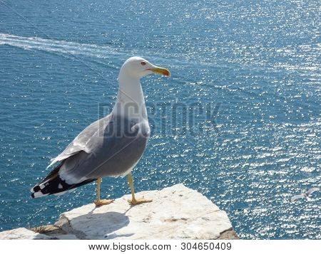 Seagull Standing On A Rock Wall Overlooking The Mediterranean Sea At Liguria Italy