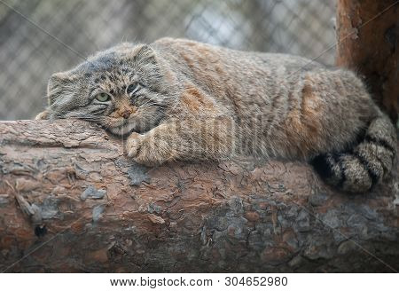 Pallas Cat (otocolobus Manul). Manul Is Living In The Grasslands And Montane Steppes Of Central Asia