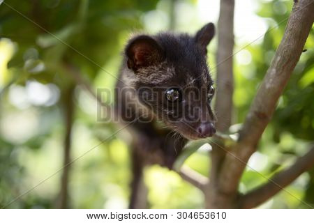 Civet Cat On Tree