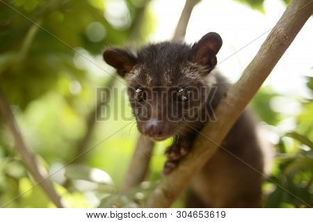 Civet Cat On Tree