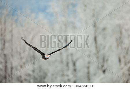 Letící orel nad sněhem pokryté hory.