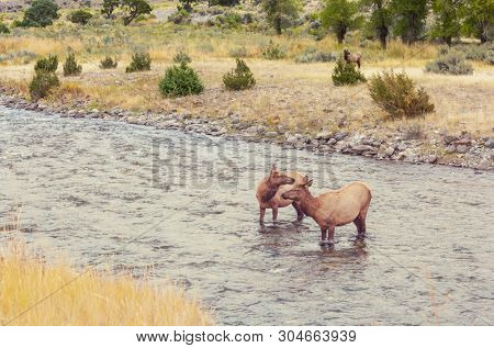 Two elks stands in the water in the boiling river in Yellowstone National Park