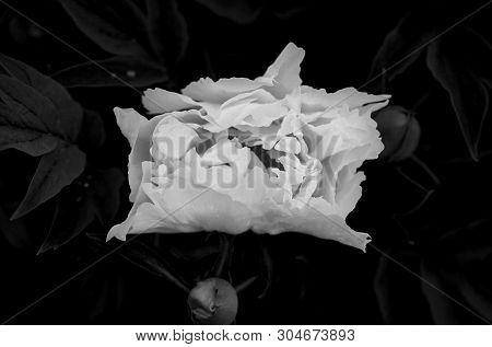 Tree-like Peony, Tree-shaped White Peony In The Garden, Peony Petals Close-up At Sunset, Natural Blu