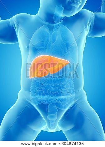 3d rendered medically accurate illustration of a babys liver