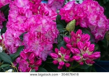 Bush Of Azaleas In Pink Color. Rhododendron Pearces. Pink Flowers Close-up.  Scarlet, Red, Azaleastr