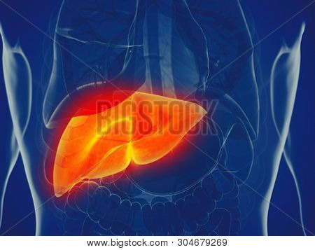 3d rendered medically accurate illustration of a mans liver