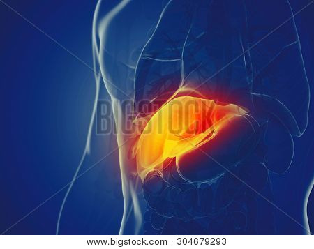 3d rendered medically accurate illustration of a mans liver