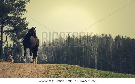 Cavallo con cane