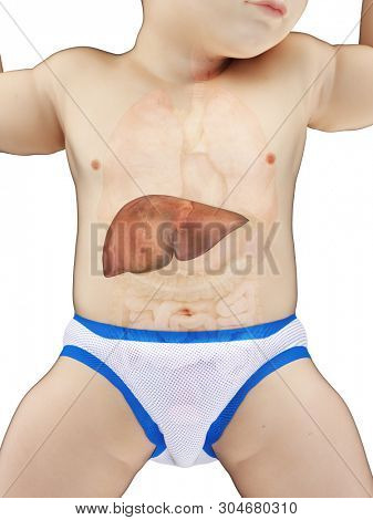 3d rendered medically accurate illustration of a babys liver