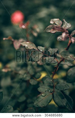 Closeup Nature Dark Background Of Green Leaf With Water Drops In Garden Or Forest At Spring Or Summe
