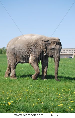 Elephant Stroll