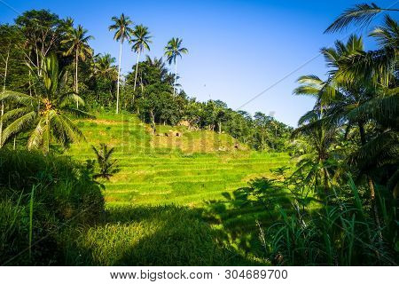 Paddy Field Rice Terraces In Ceking, Ubud, Bali, Indonesia